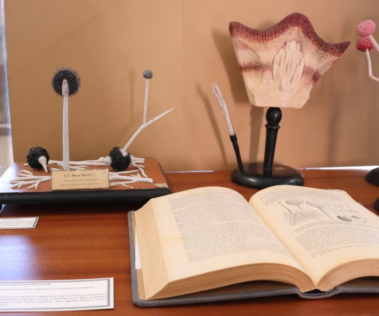 Lentes da Memória: exposição recorda a microscopia no antigo Liceu